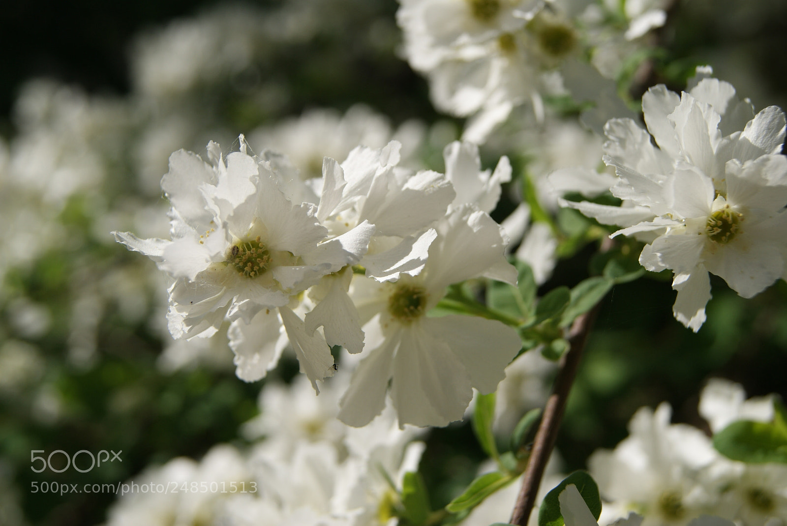 Sony Alpha DSLR-A230 sample photo. Ouistiti photography