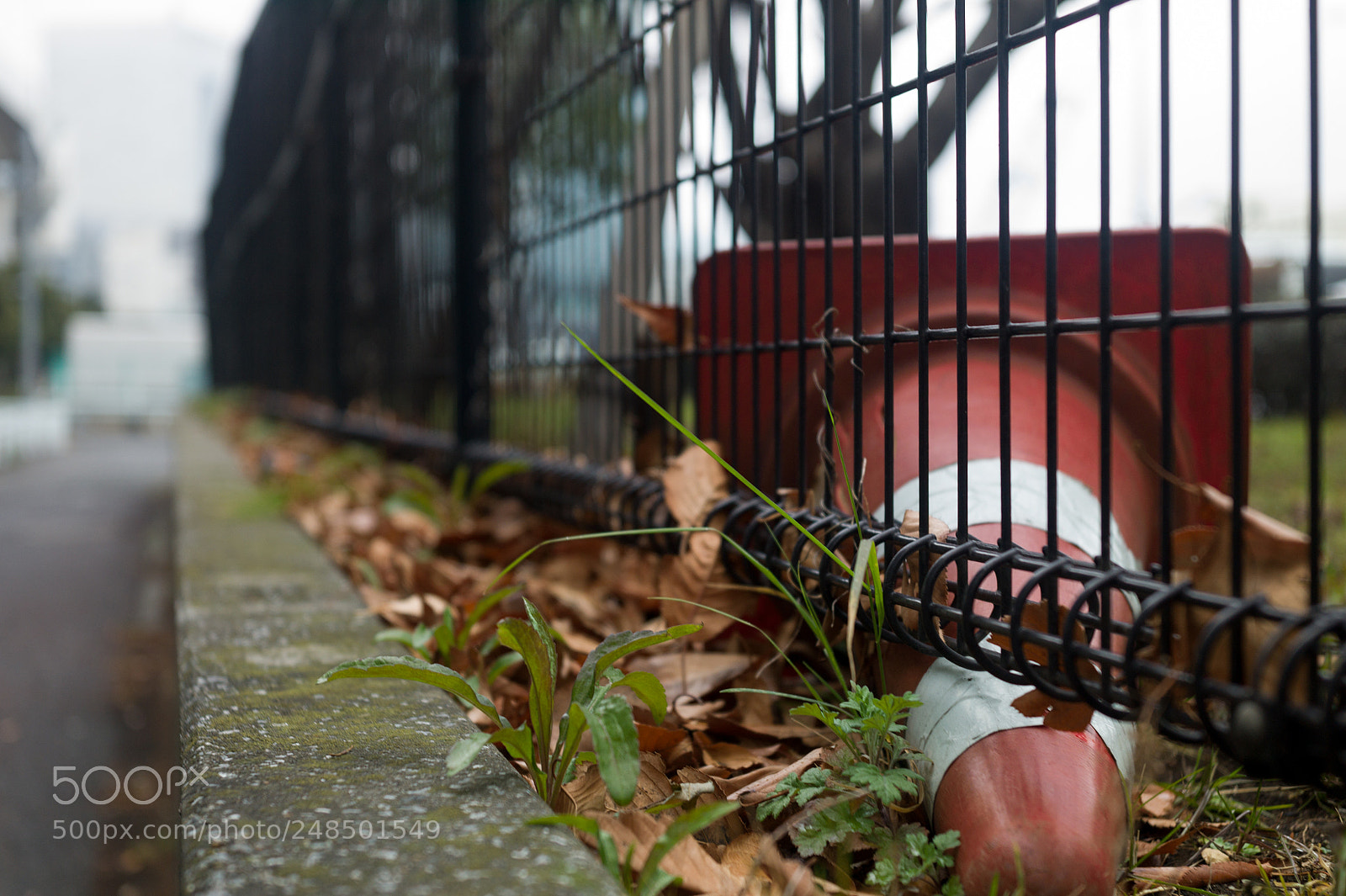 Leica M9 sample photo. Bashful photography