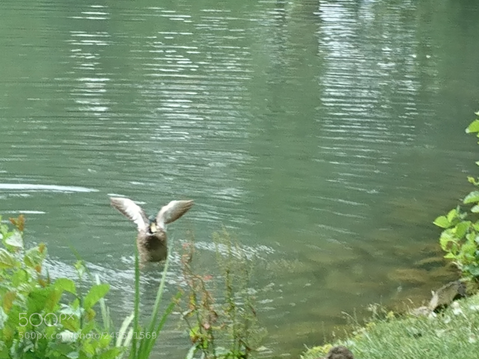 Sony Xperia XZ sample photo. Nilgans startet zum flug photography