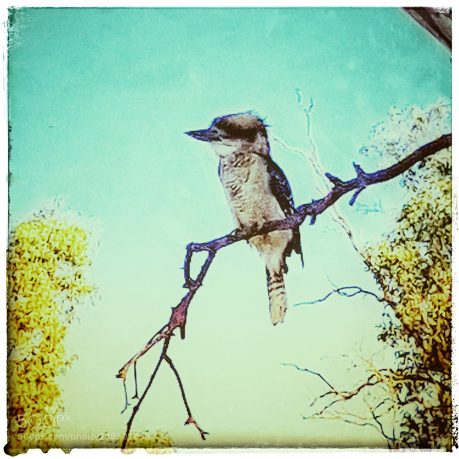 Samsung Galaxy S8 sample photo. Baby kookaburra photography