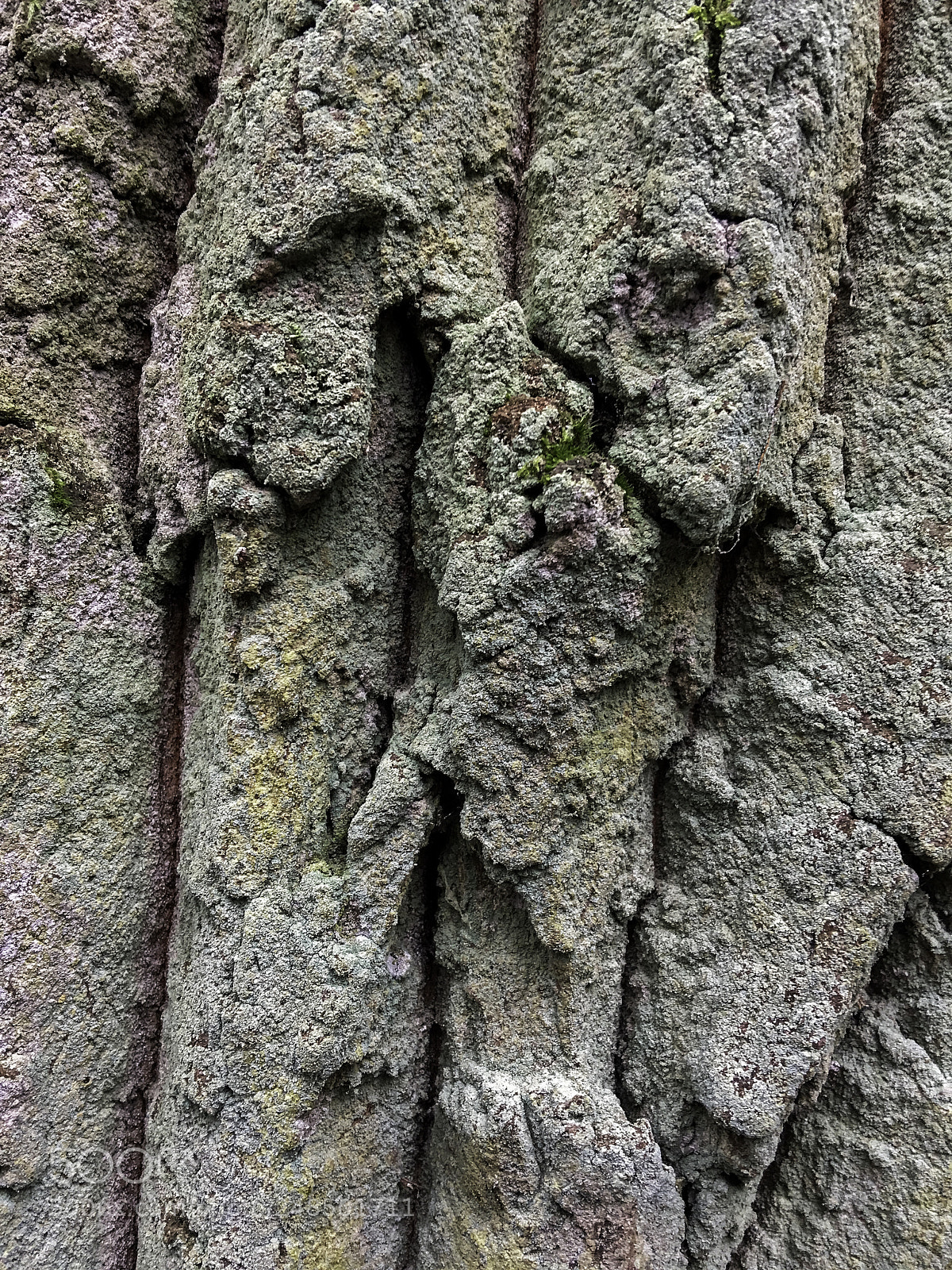 Apple iPhone 6s Plus sample photo. Baumfragment photography