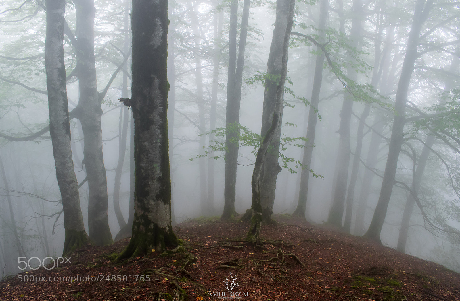 Nikon D5300 sample photo. Misty forest photography