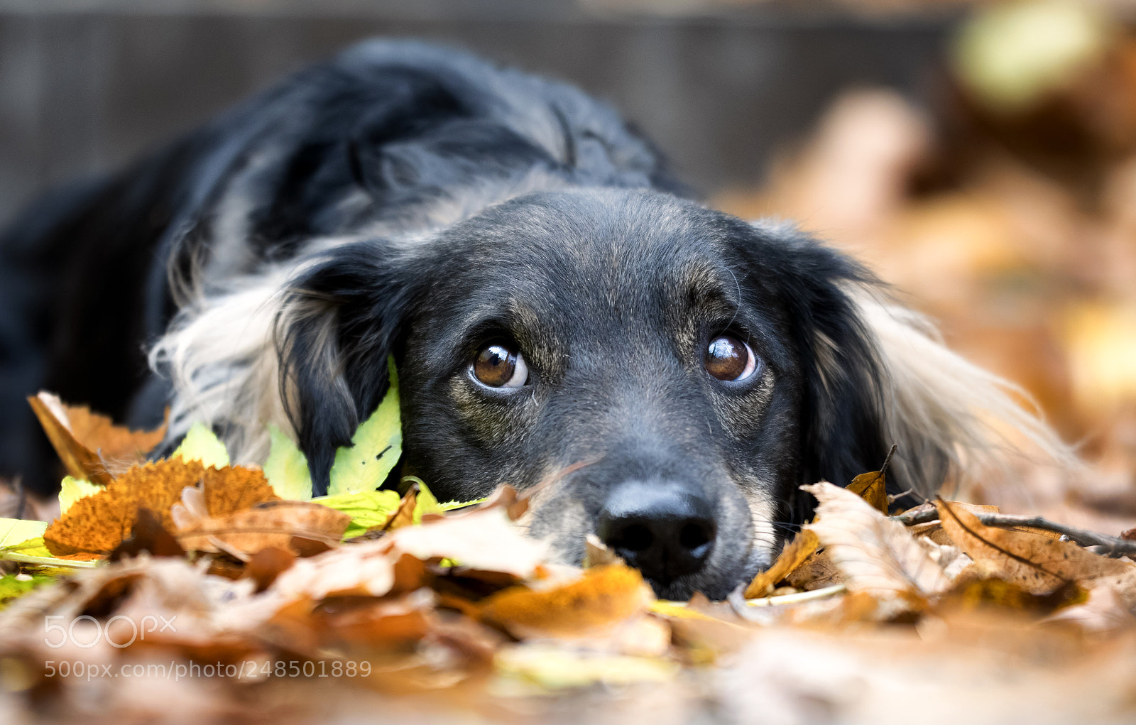 Nikon D5300 sample photo. Cute dog photography