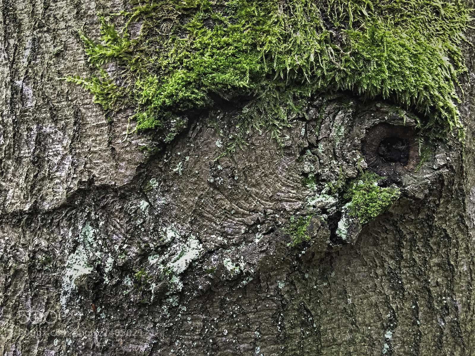 Apple iPhone 6s Plus sample photo. Baumfragment photography