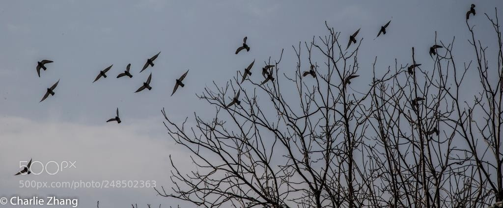 Canon EOS-1D X sample photo. Untitled photography
