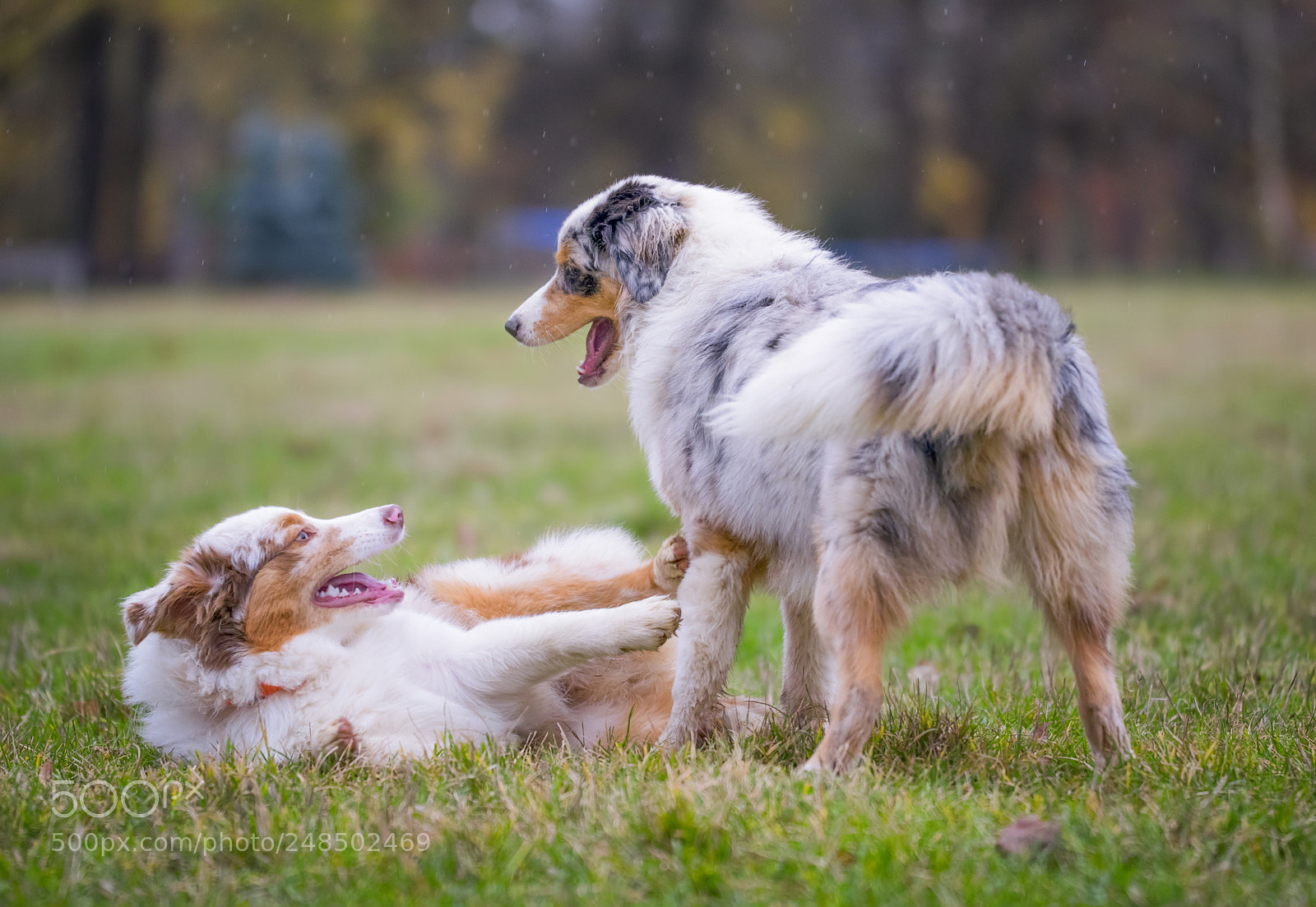 Nikon D5300 sample photo. Two australian shepherd dogs photography