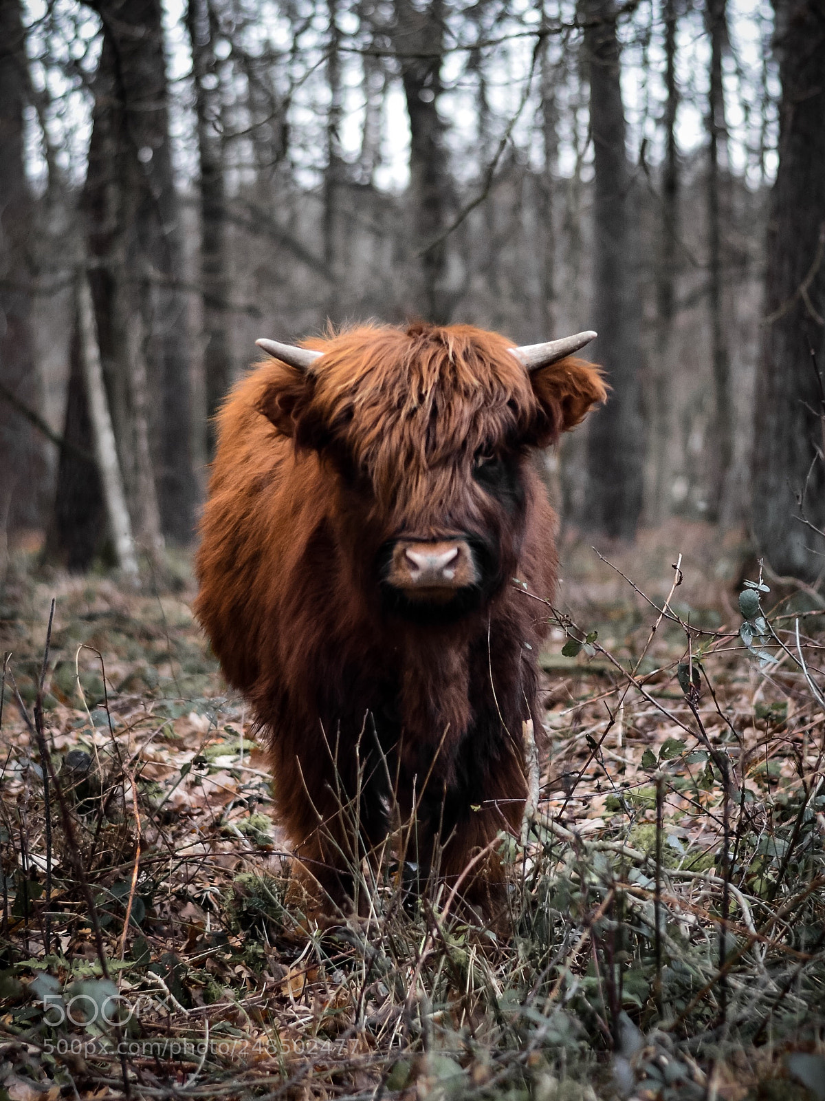 Nikon D5100 sample photo. Fluffy little brownie photography
