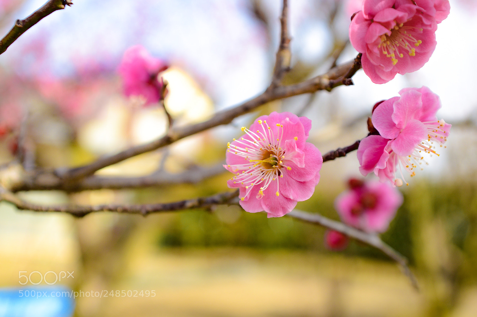 Nikon D5500 sample photo. Little spring photography
