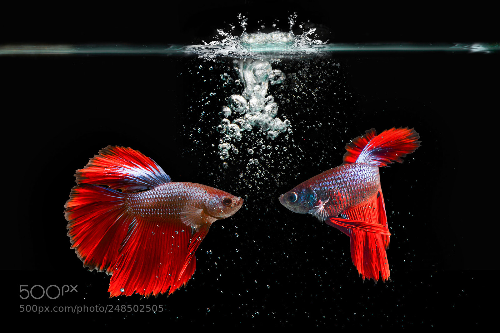 Nikon D600 sample photo. Beta fish, fighting fish photography