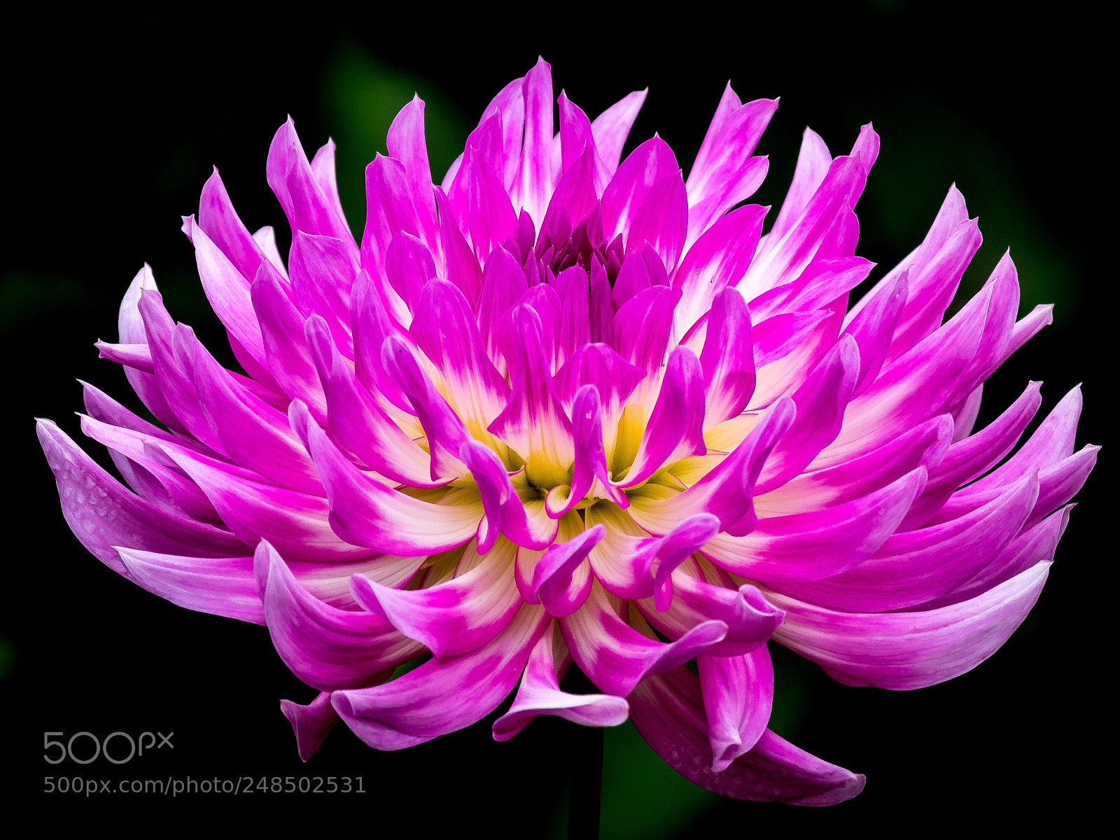 Canon EOS 7D Mark II sample photo. Dalhia - - shore photography