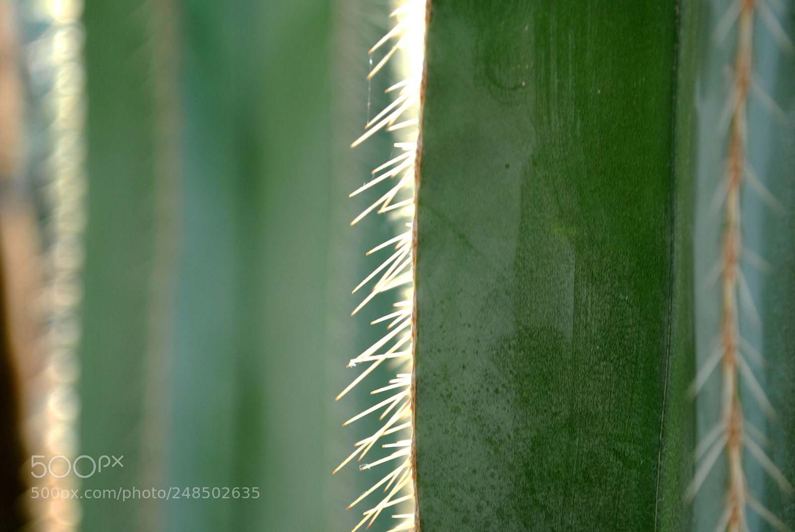 Nikon D3000 sample photo. Cactus texture photography