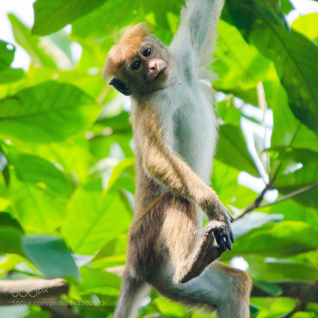 Nikon D7000 sample photo. Toque macaque in mirissa photography