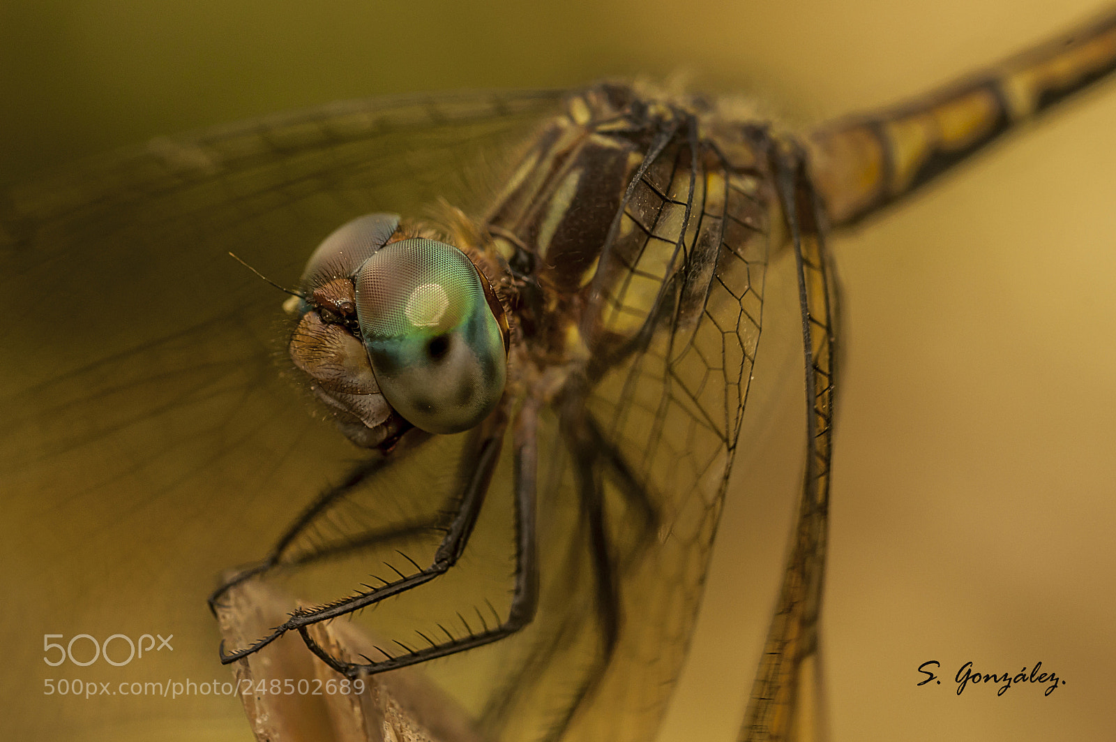 Nikon D90 sample photo. Dragonfly photography