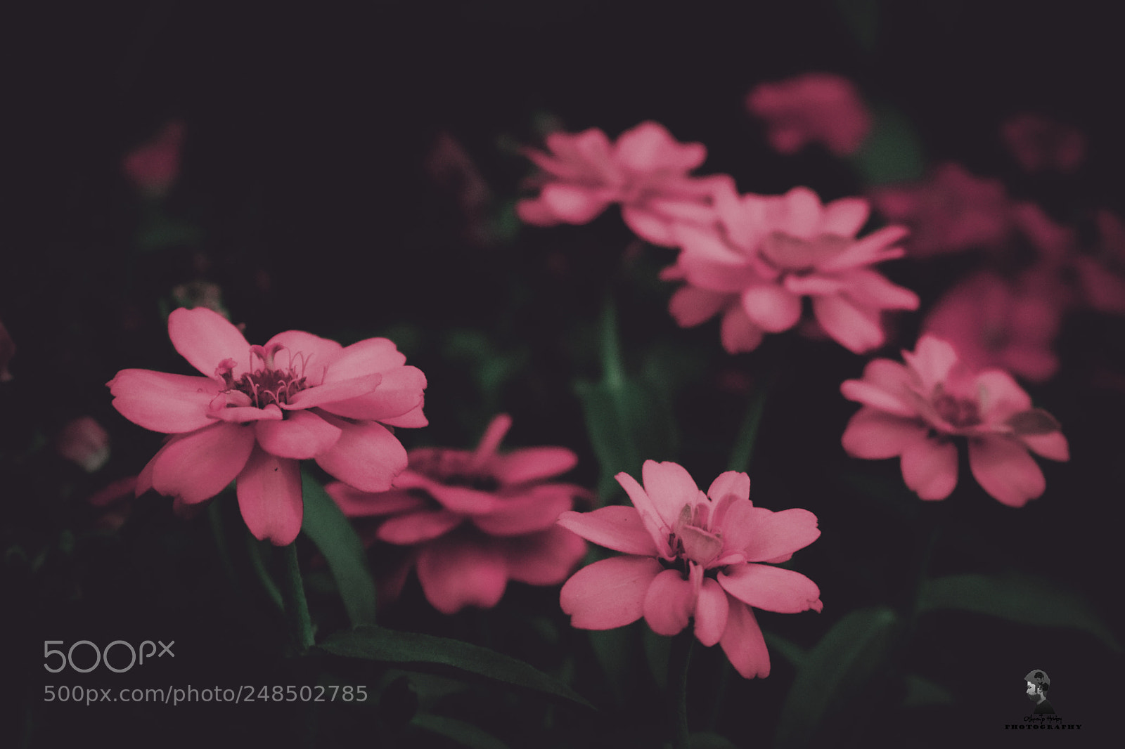 Nikon D5300 sample photo. Symbole of love photography