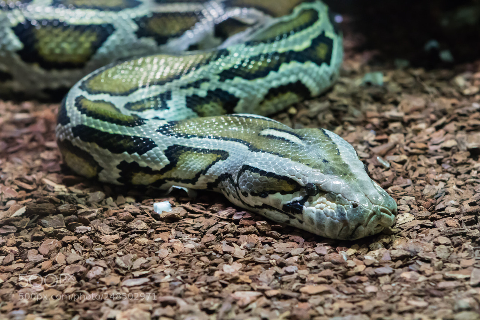Canon EOS 760D (EOS Rebel T6s / EOS 8000D) sample photo. Nagini photography