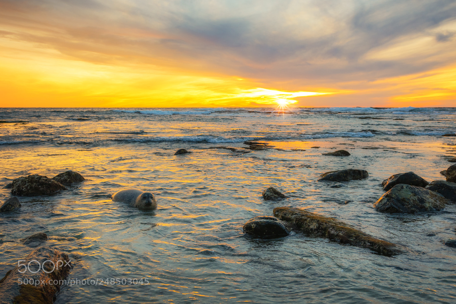 Nikon D810 sample photo. Seal sunset photography