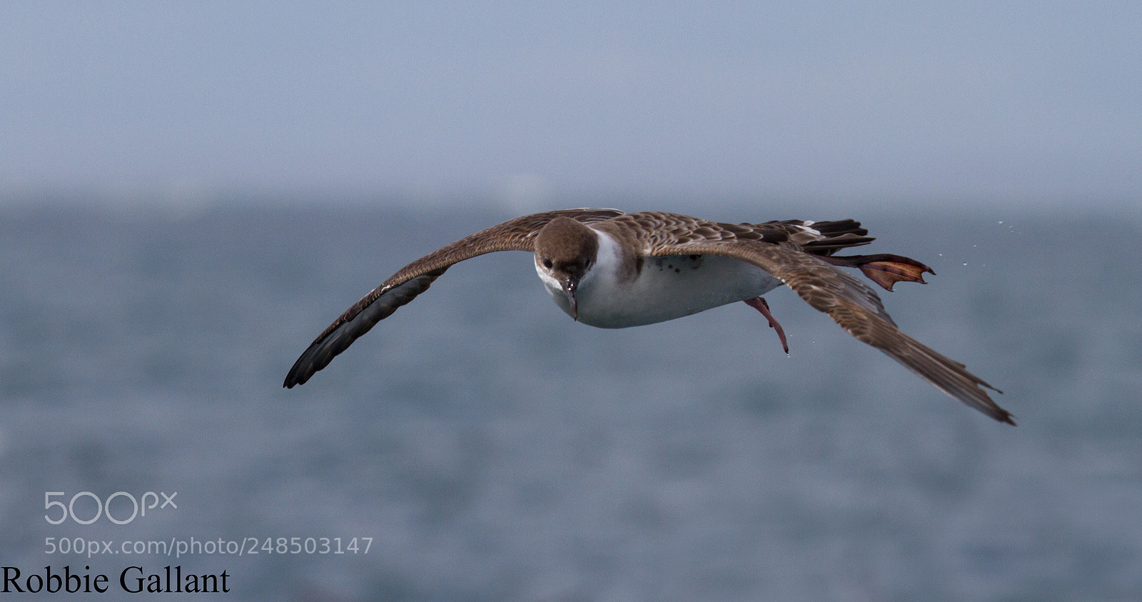 Canon EOS 7D sample photo. Great shearwater in flight photography