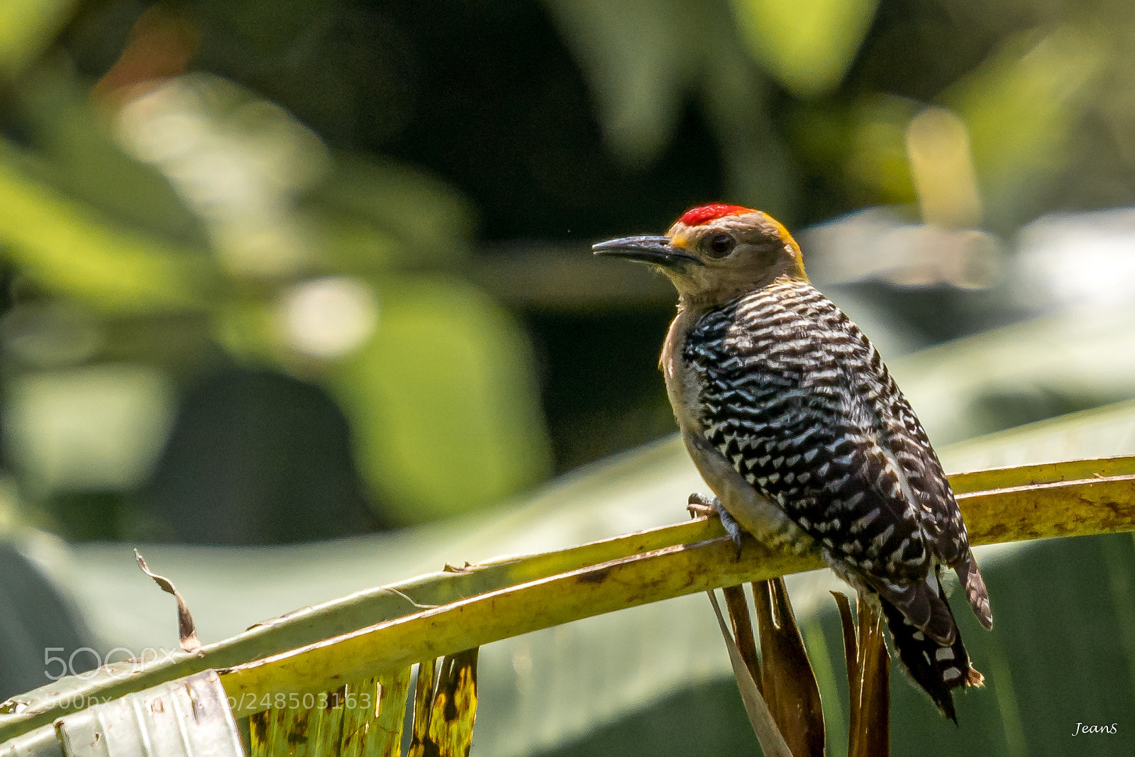 Canon EOS 80D sample photo. Hoffmann woodpecker photography