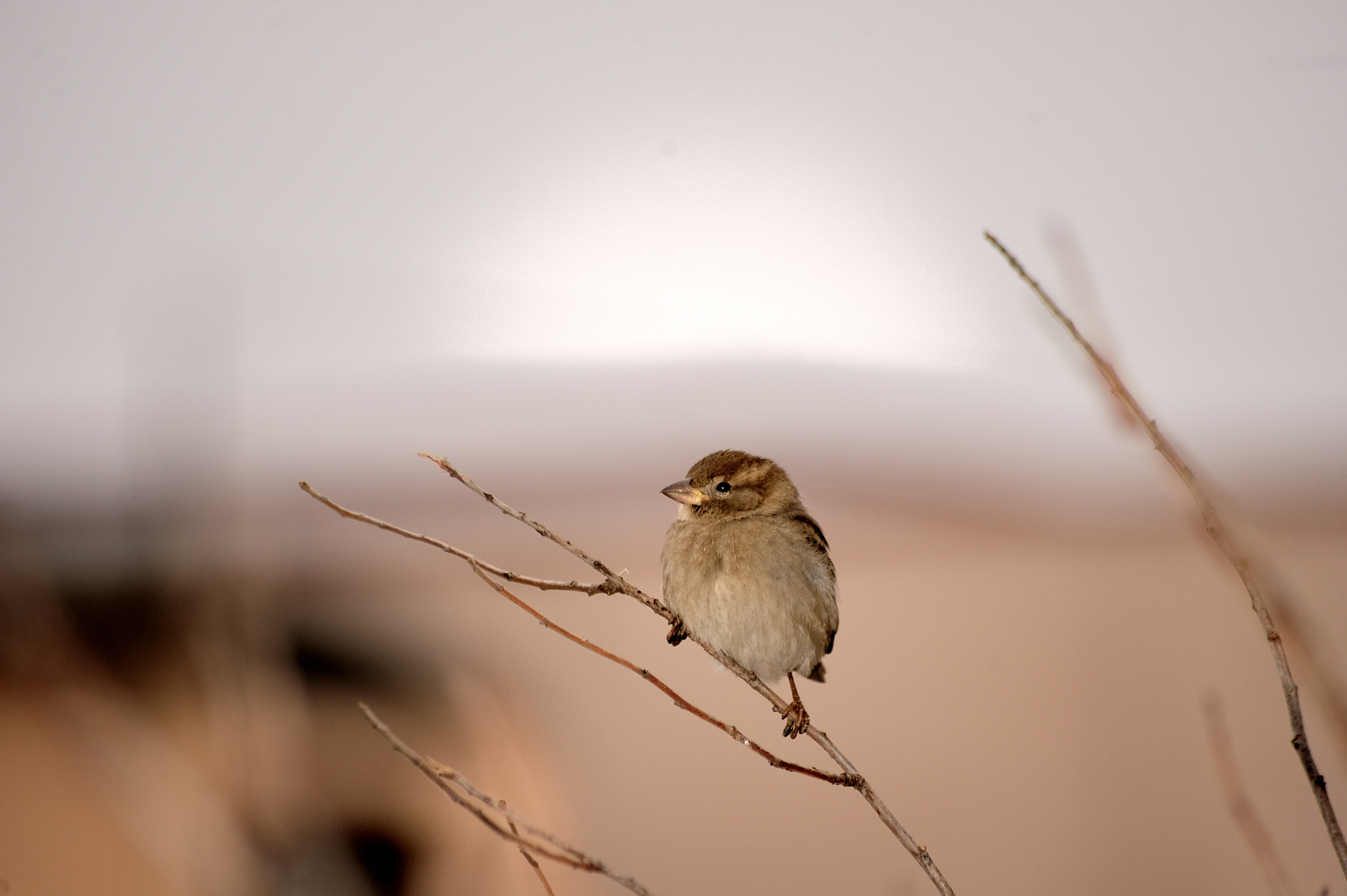 Nikon D700 + Sigma 70-300mm F4-5.6 APO DG Macro sample photo. Воробушек photography