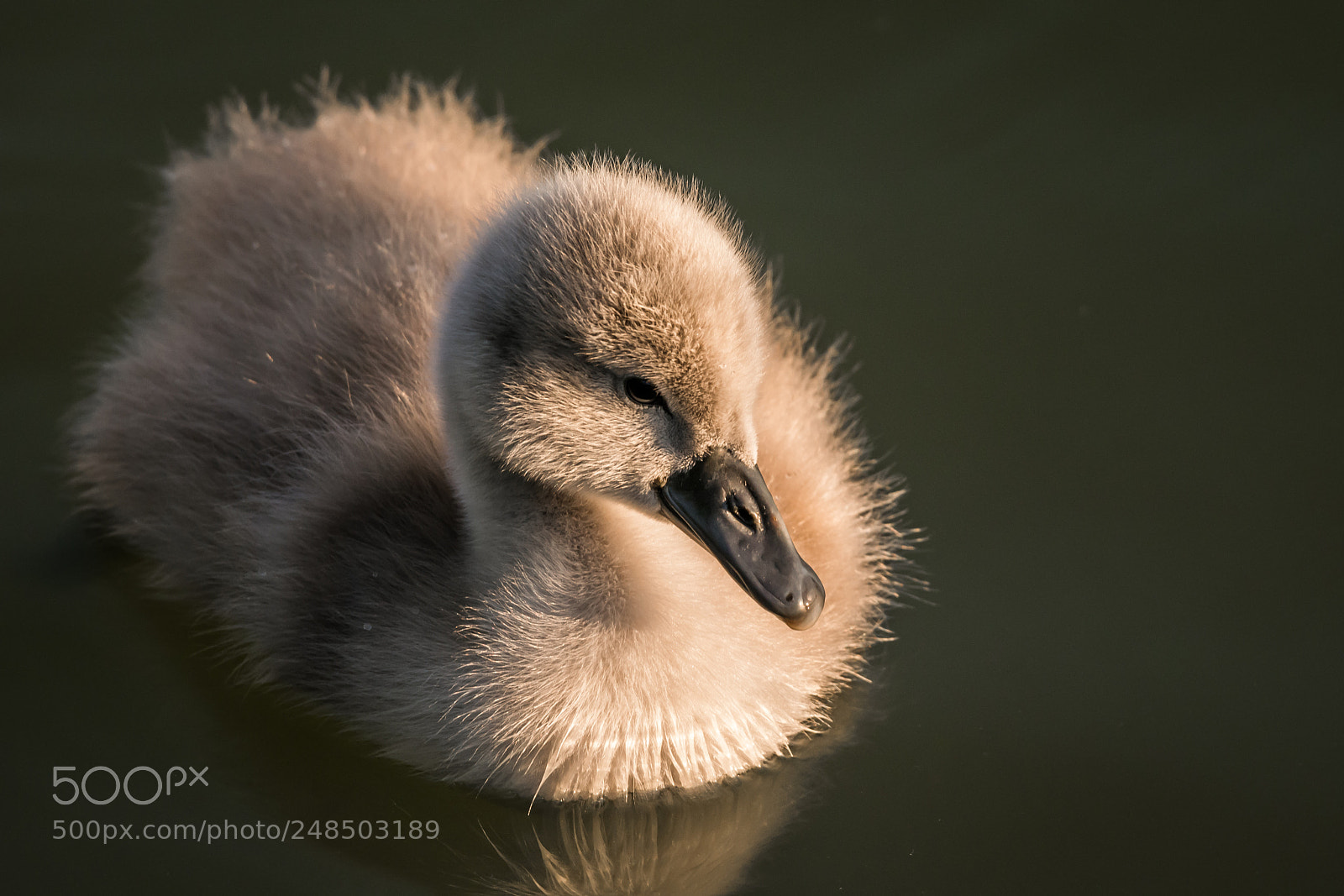 Nikon D7100 sample photo. Baby swan photography