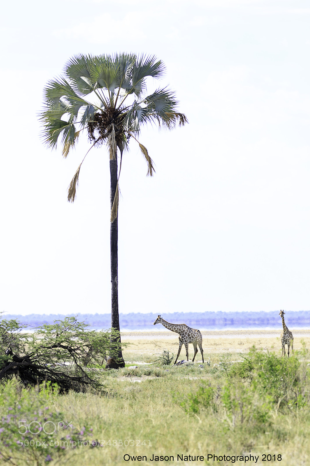 Canon EOS 7D Mark II sample photo. Giraffe photography