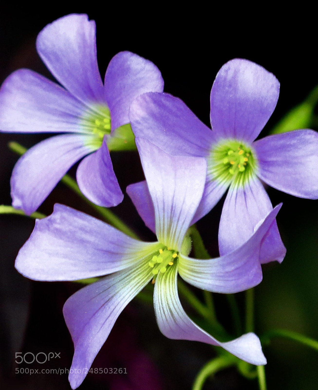 Canon EOS 7D Mark II sample photo. Morning  beauty’s photography
