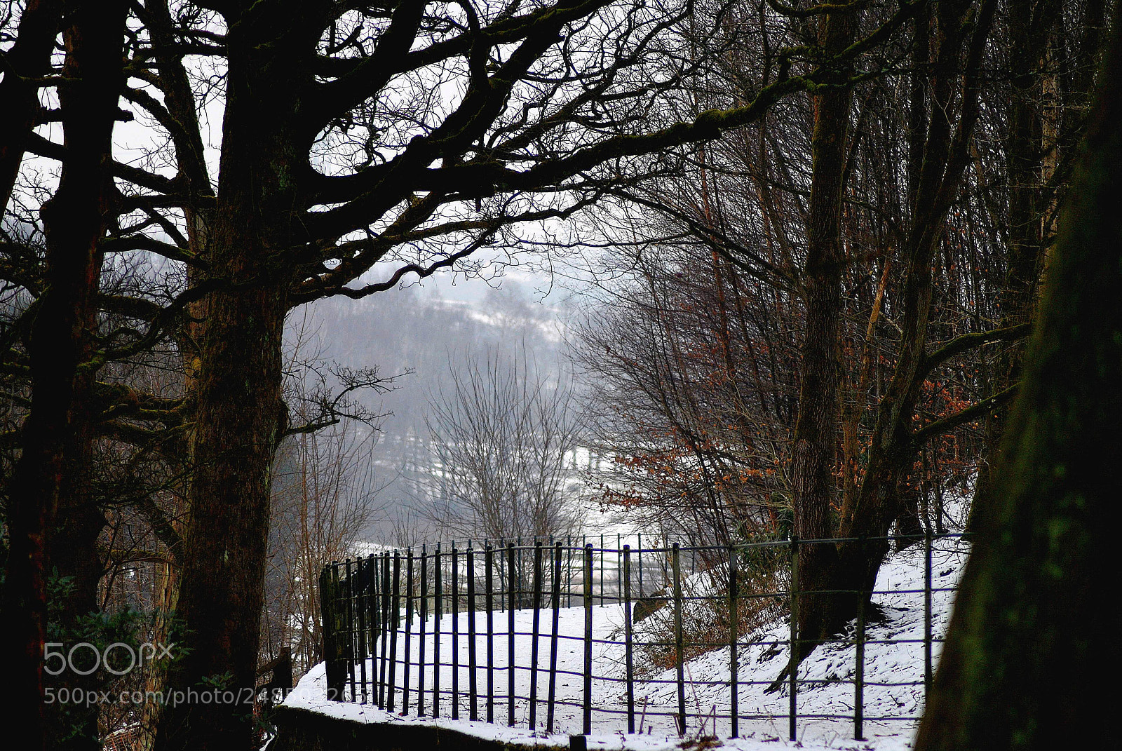 Nikon D3000 sample photo. Frosted  fence photography
