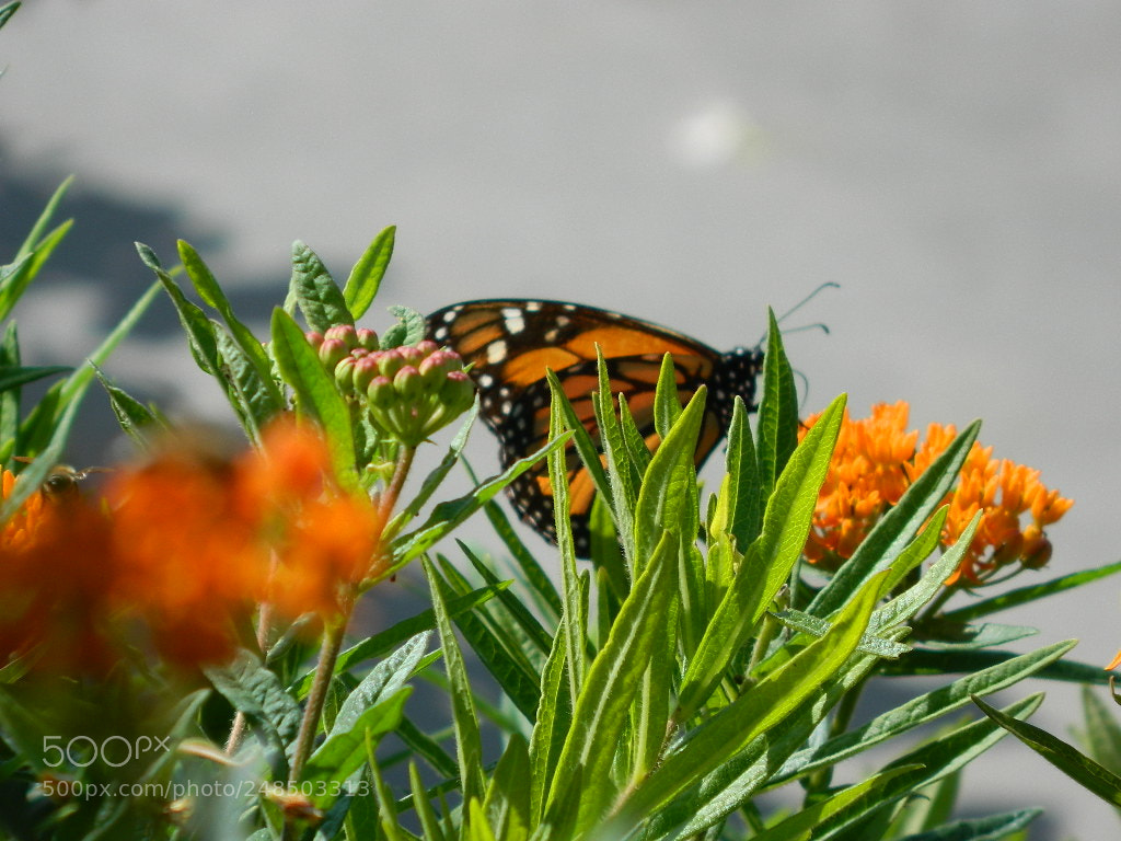 Nikon Coolpix L120 sample photo. Untitled photography