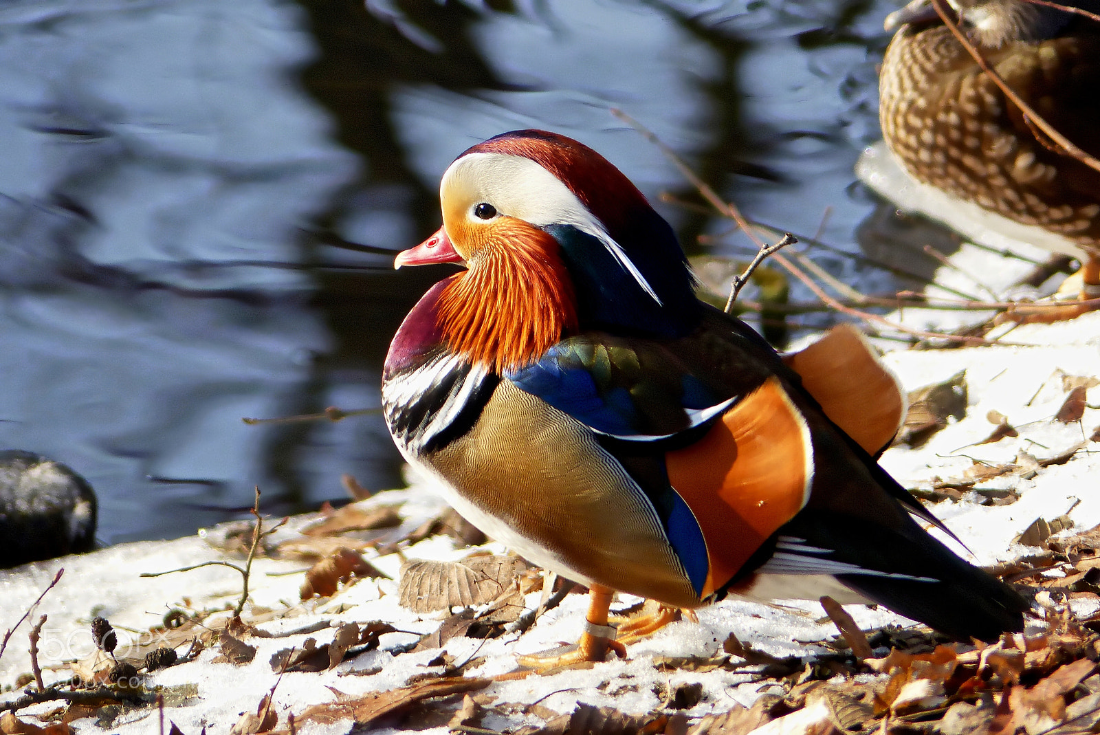 Panasonic Lumix DMC-FZ200 sample photo. Mandarin duck 2 photography