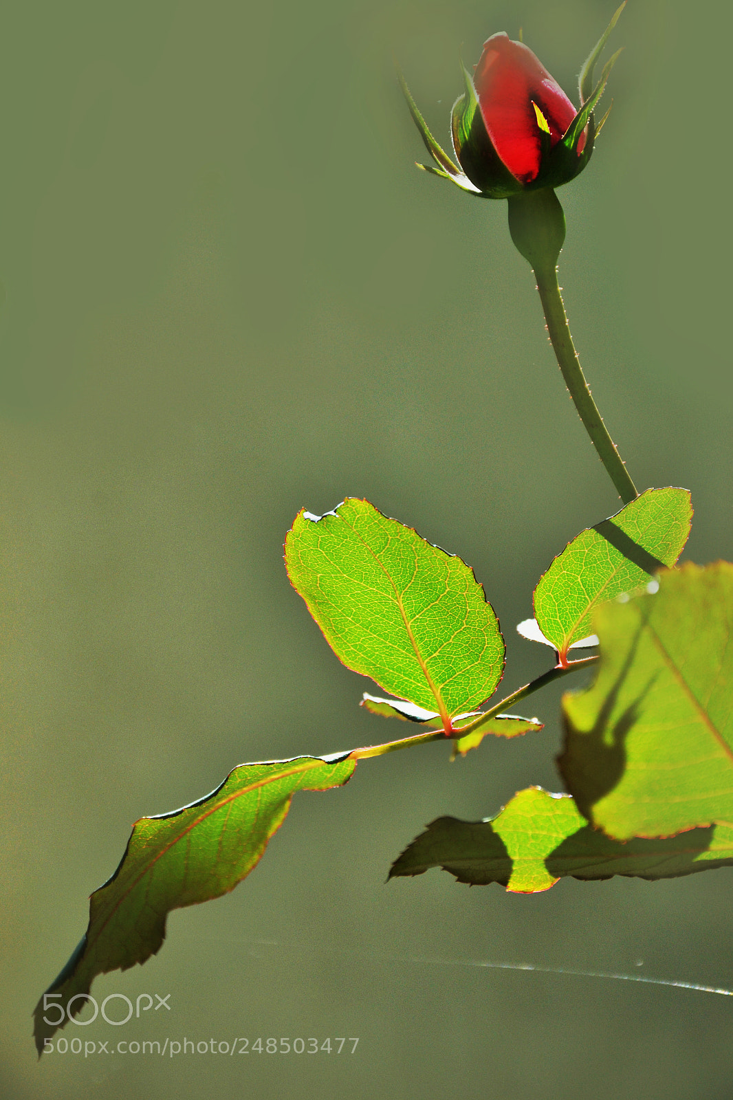 Nikon D3100 sample photo. Copy photography