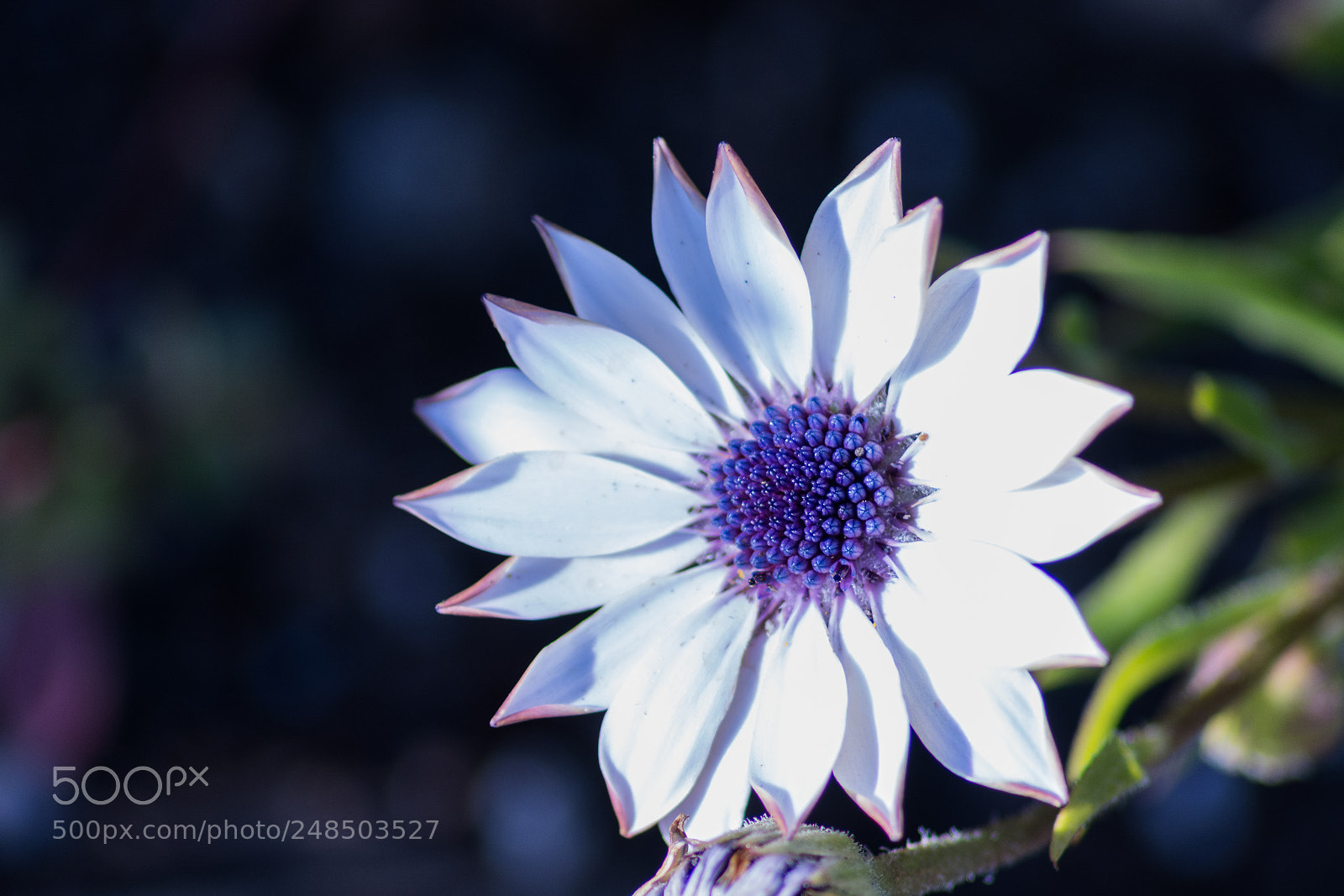 Nikon D5200 sample photo. Dimorphotheca ecklonis photography