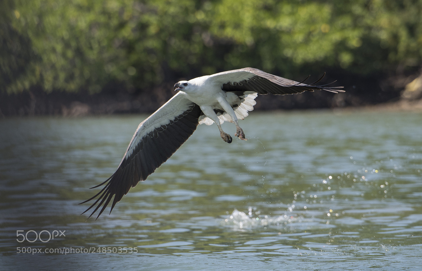 Nikon D810 sample photo. Fly photography