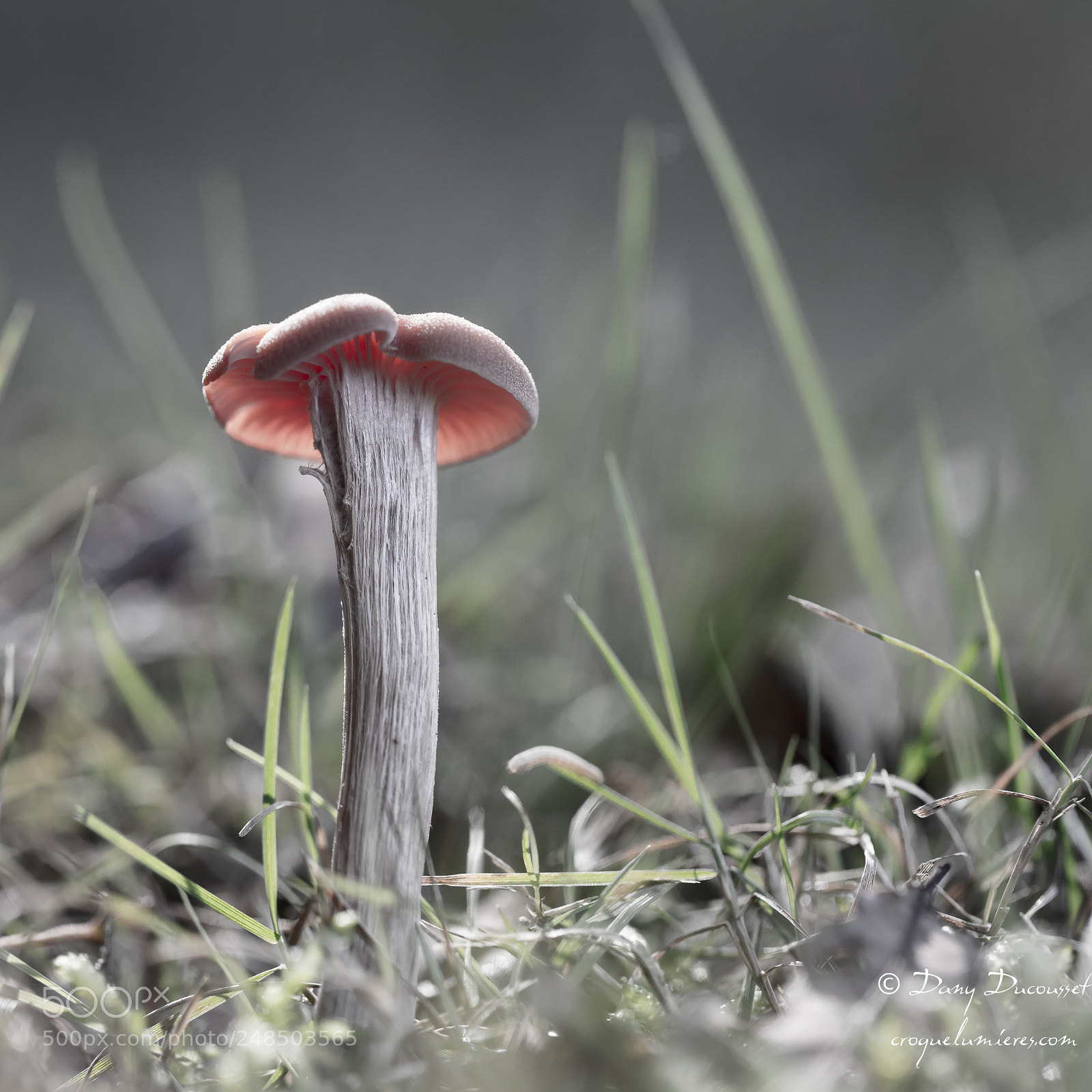 Canon EOS 5DS R sample photo. Lueur photography