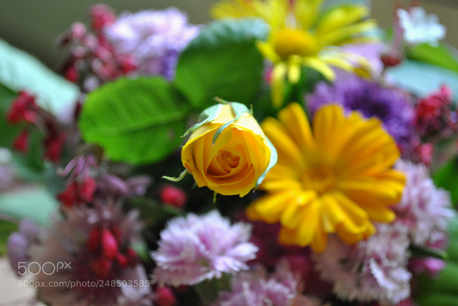 Nikon D3000 sample photo. Rose photography
