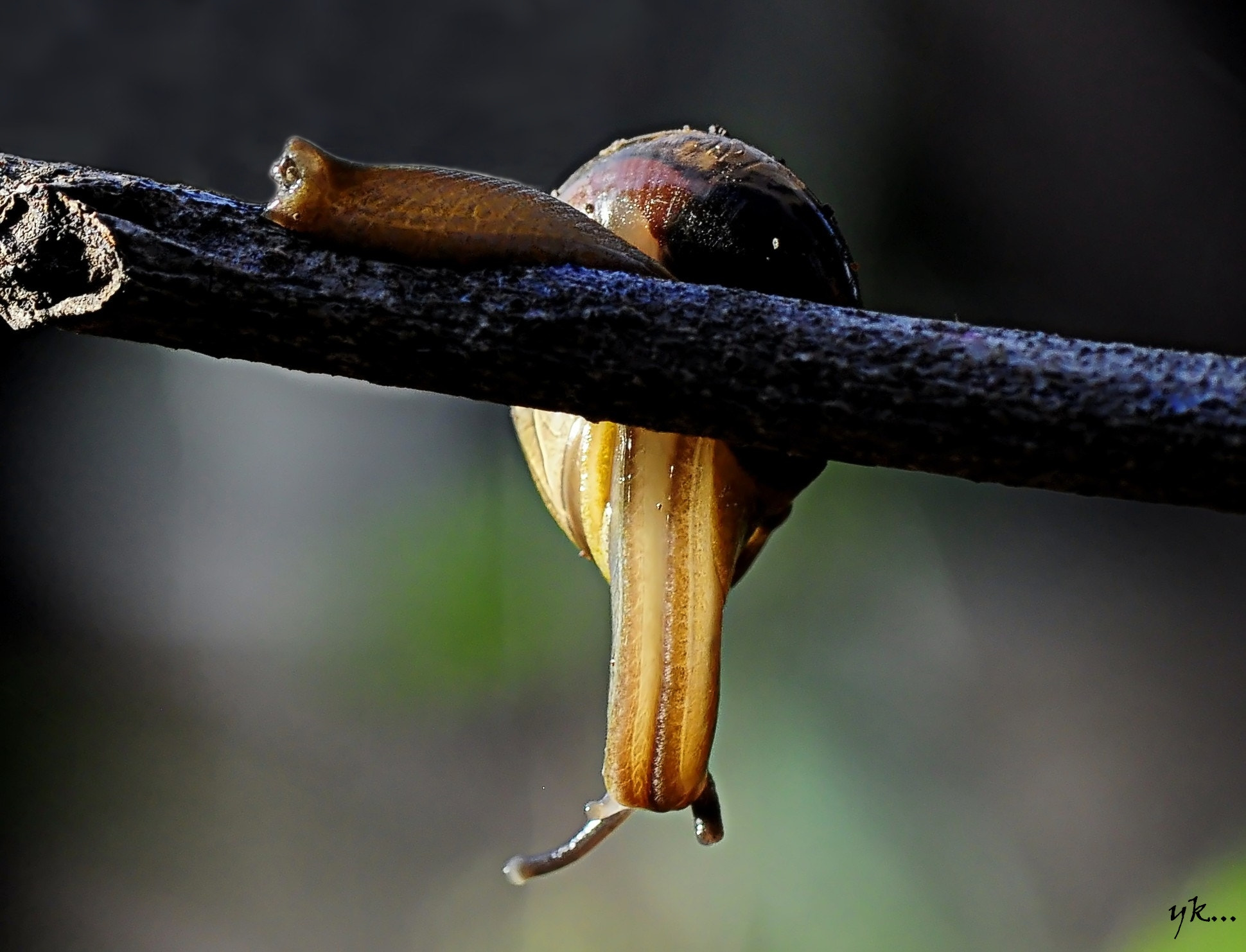 Nikon D5000 sample photo. Macro photography