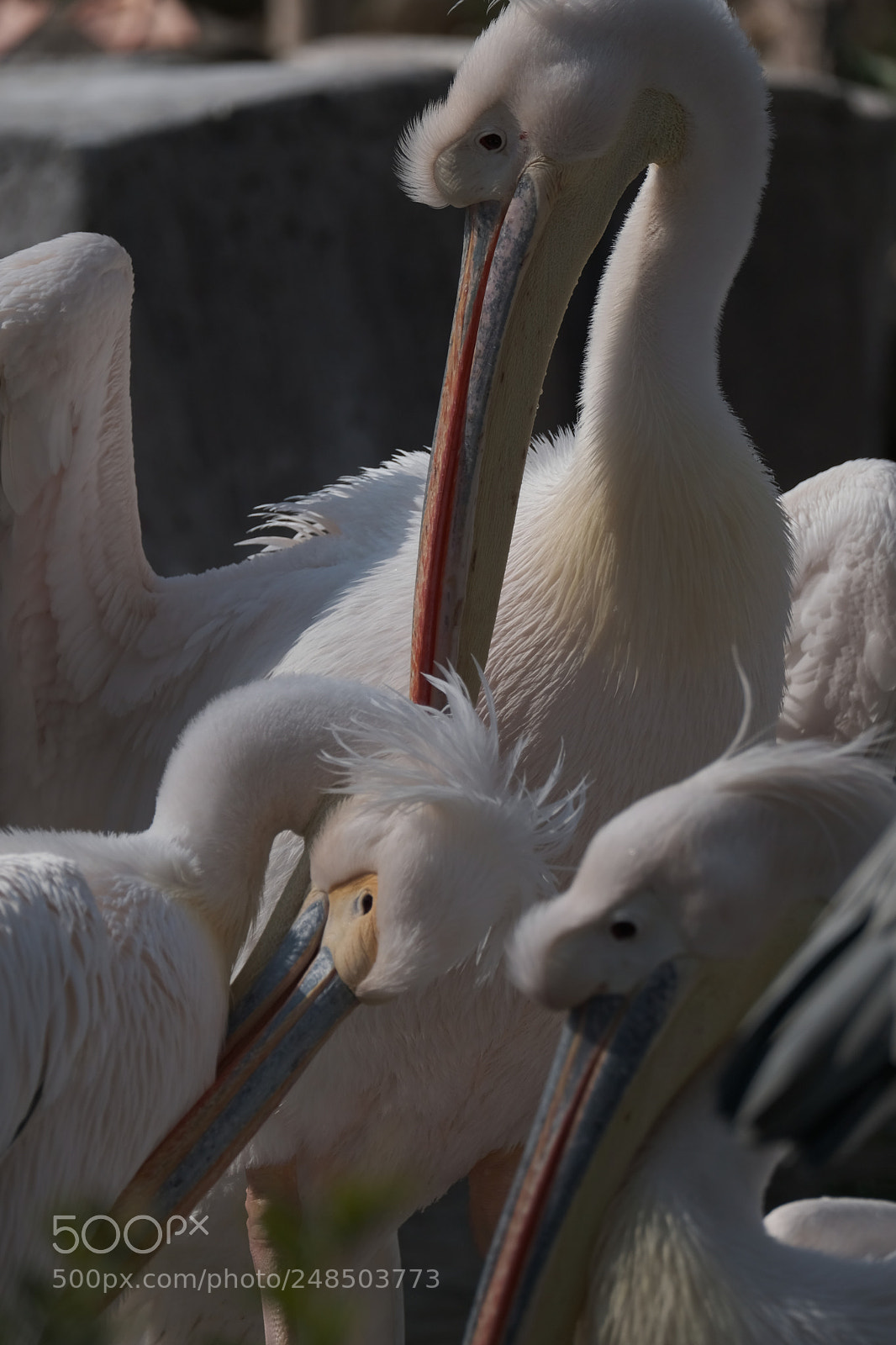 Fujifilm X-H1 sample photo. Beaks photography