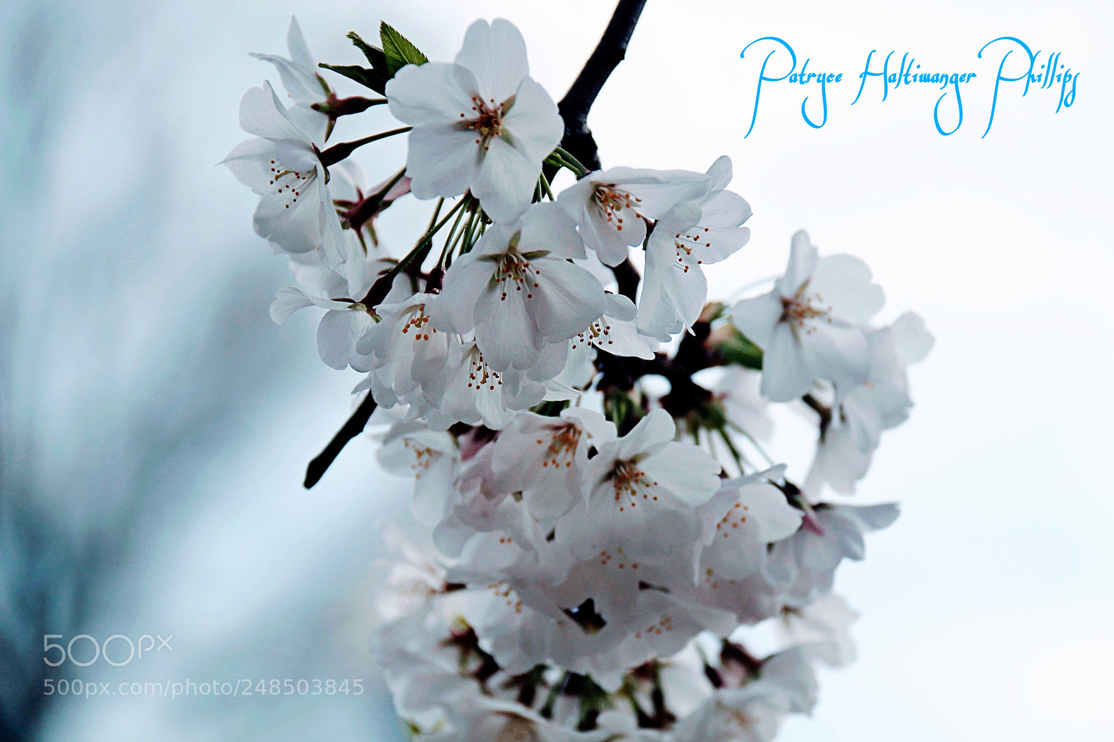 Canon EOS 100D (EOS Rebel SL1 / EOS Kiss X7) sample photo. Waiting for this year photography