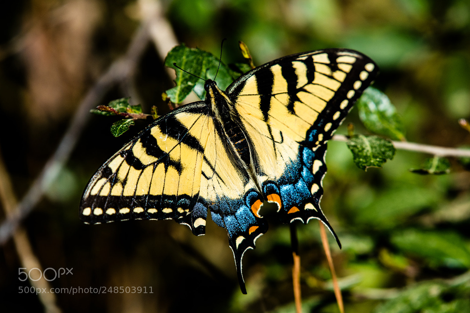 Nikon D750 sample photo. Eastern tiger swallowtail photography