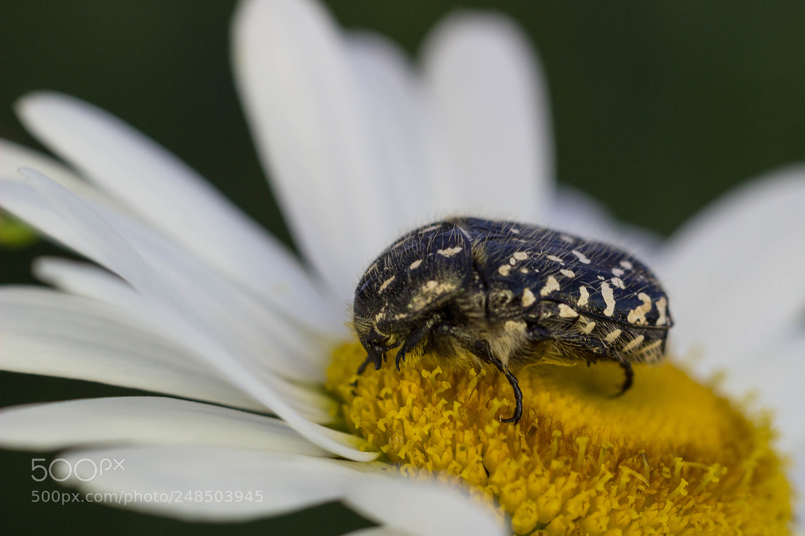 Canon EOS 600D (Rebel EOS T3i / EOS Kiss X5) sample photo. Bug photography