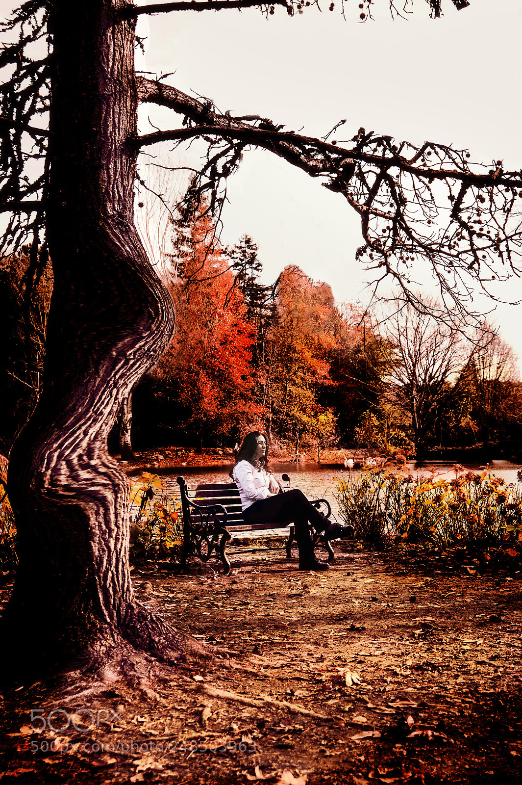 Nikon D700 sample photo. Free tree... photography