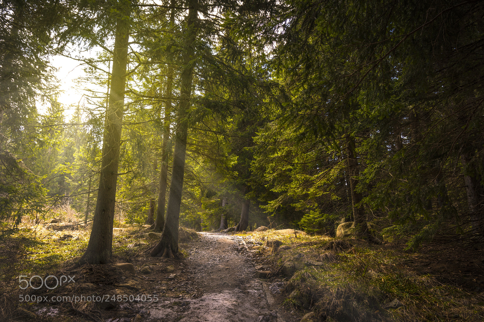 Nikon D7200 sample photo. In the wood photography