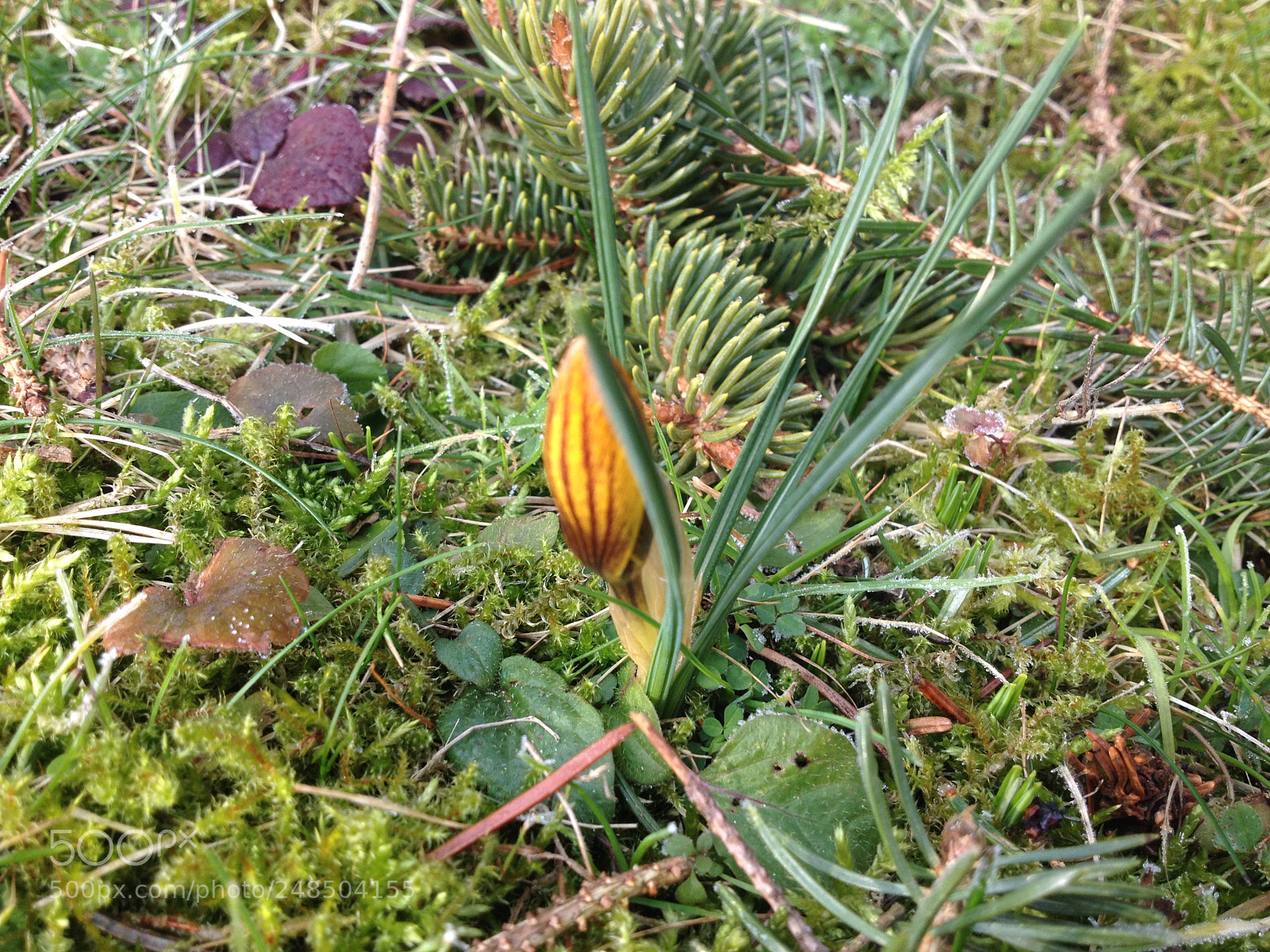 Apple iPhone 4S sample photo. The spring comes ;) photography