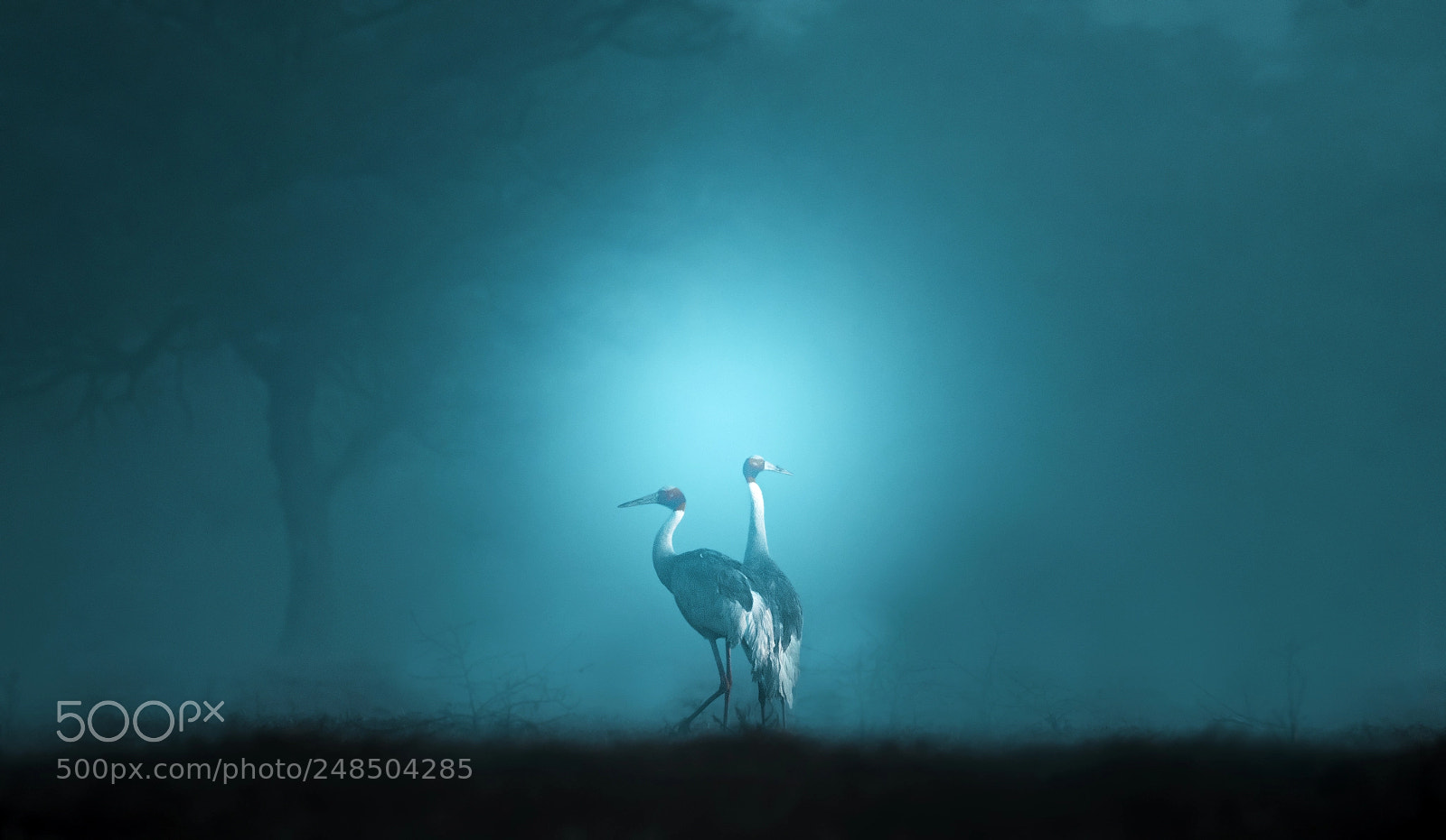 Nikon D500 sample photo. Sarus crane photography