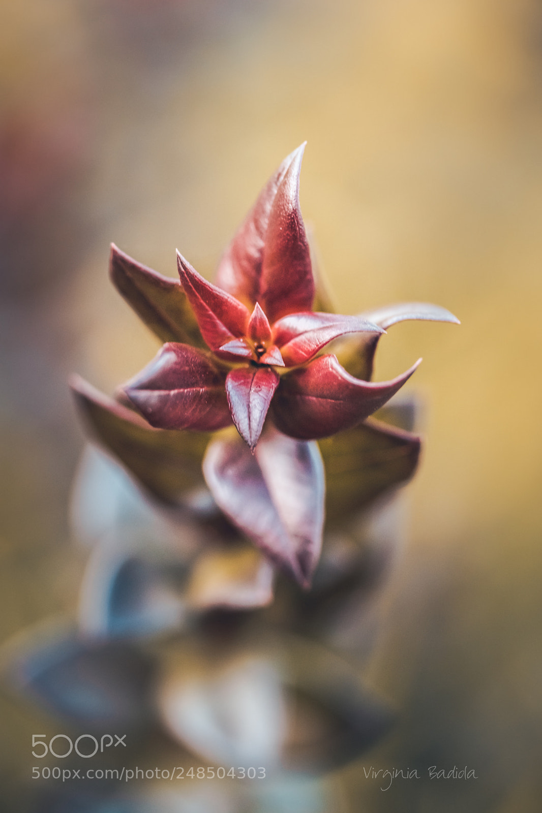 Canon EOS 80D sample photo. *** photography