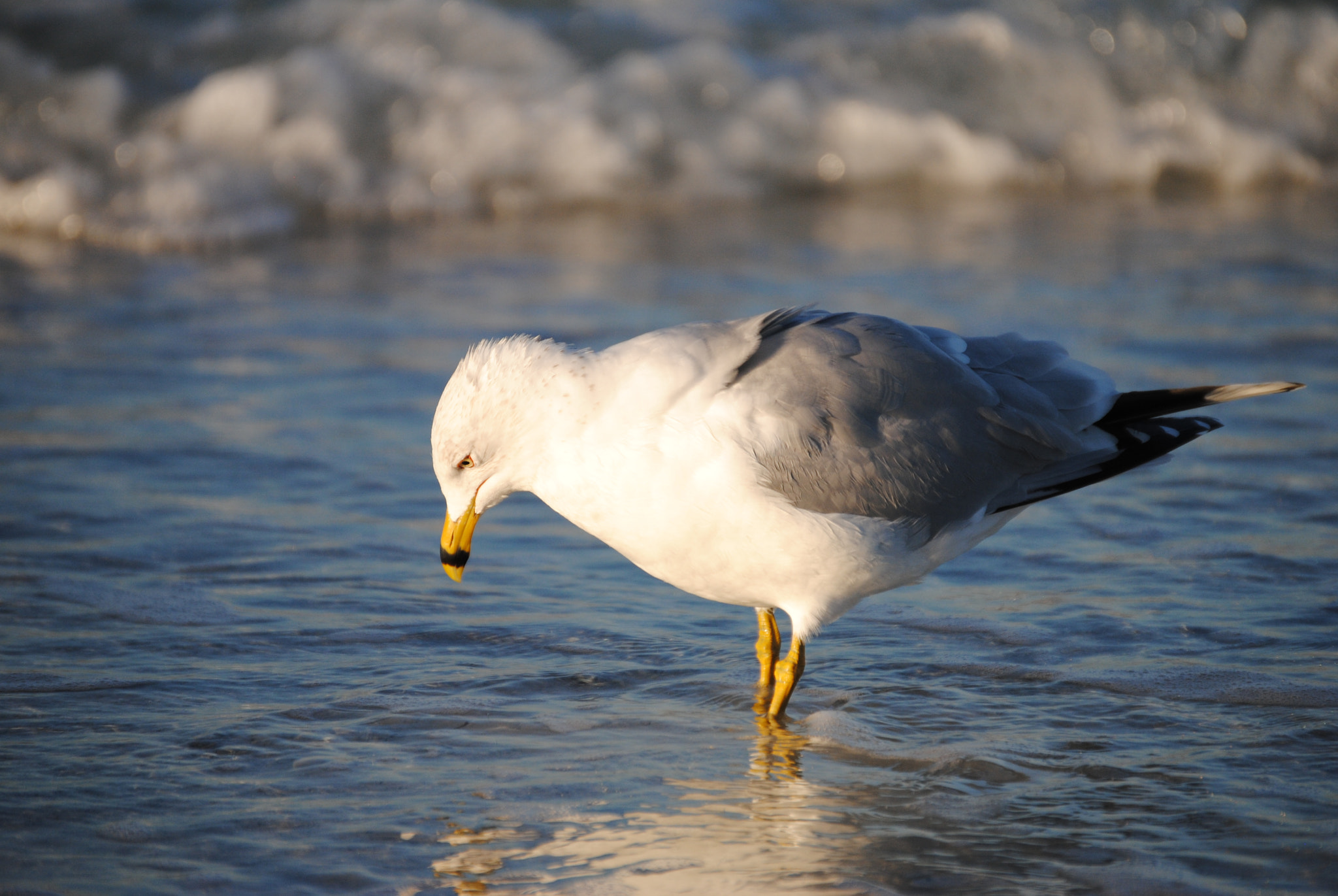 Nikon D3000 sample photo. Keep swimming little fishies, don't mind me... photography