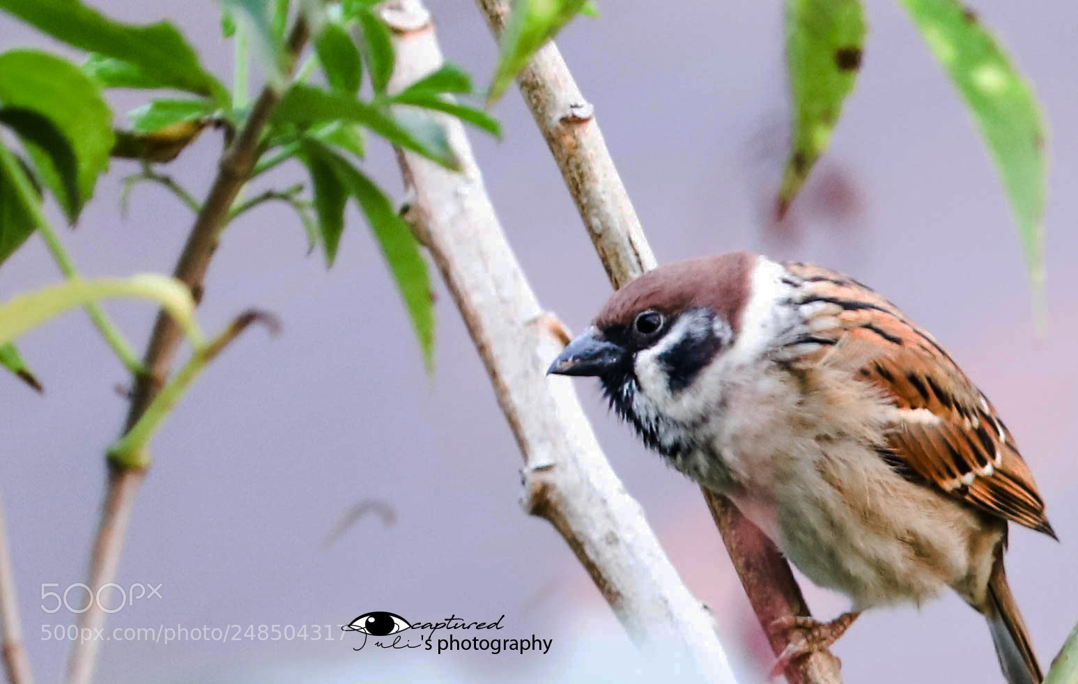 Canon EOS 6D Mark II sample photo. Eurasian tree sparrow photography