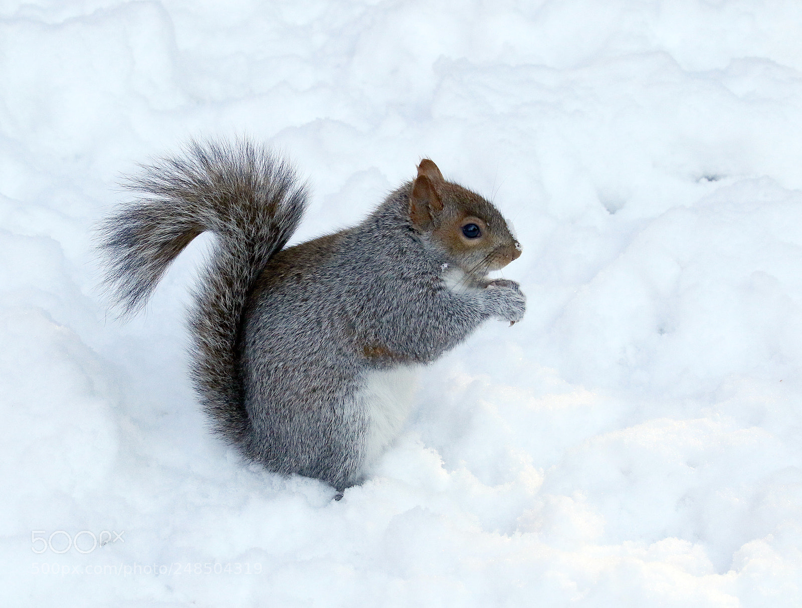 Canon EOS 7D Mark II sample photo. Snowbound photography