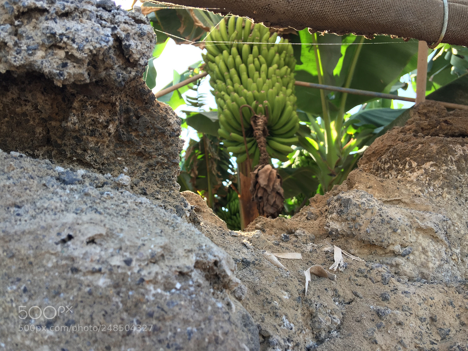 Apple iPhone 6 Plus sample photo. Banana photography