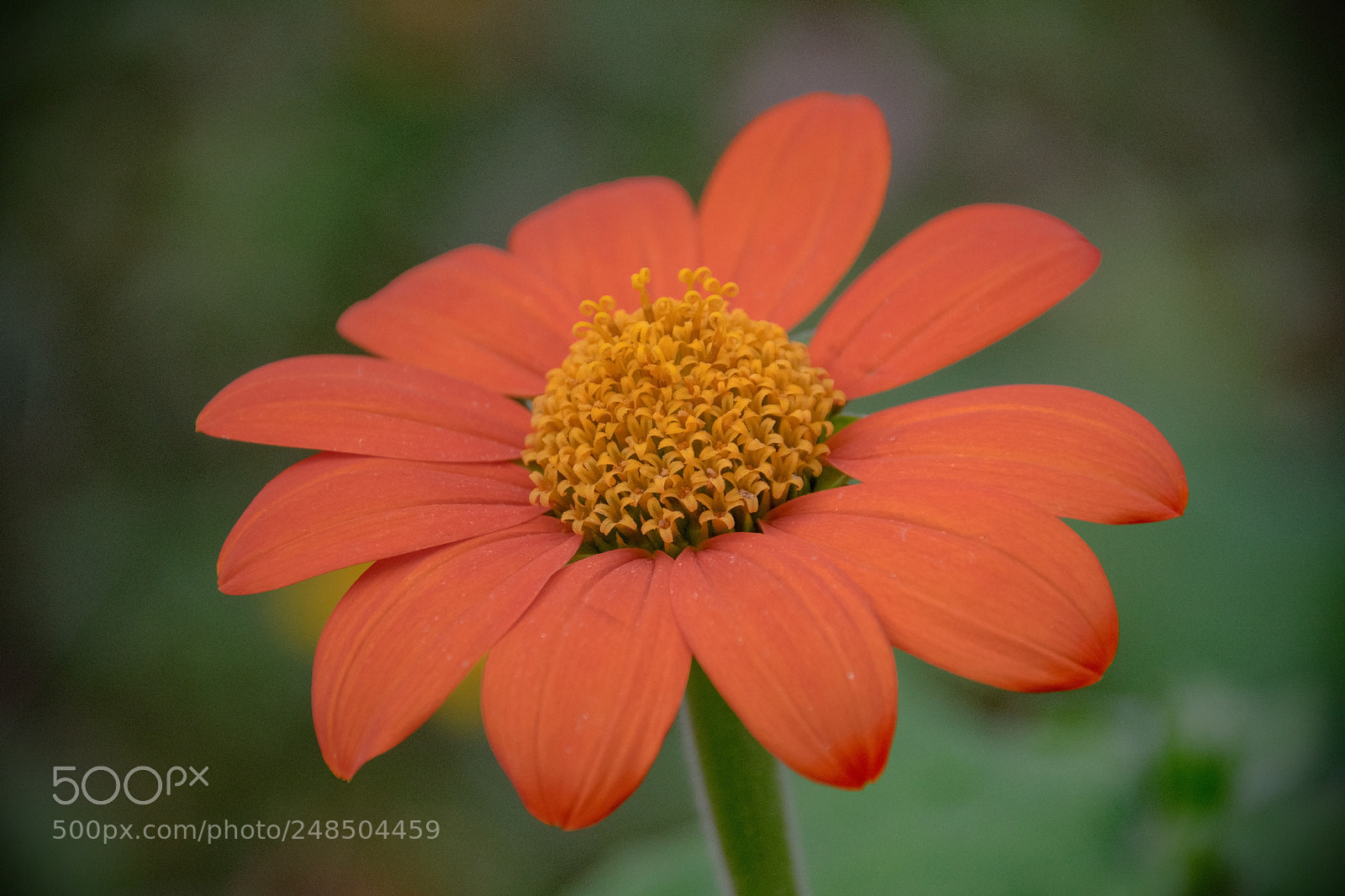 Nikon D5300 sample photo. Tithonia photography