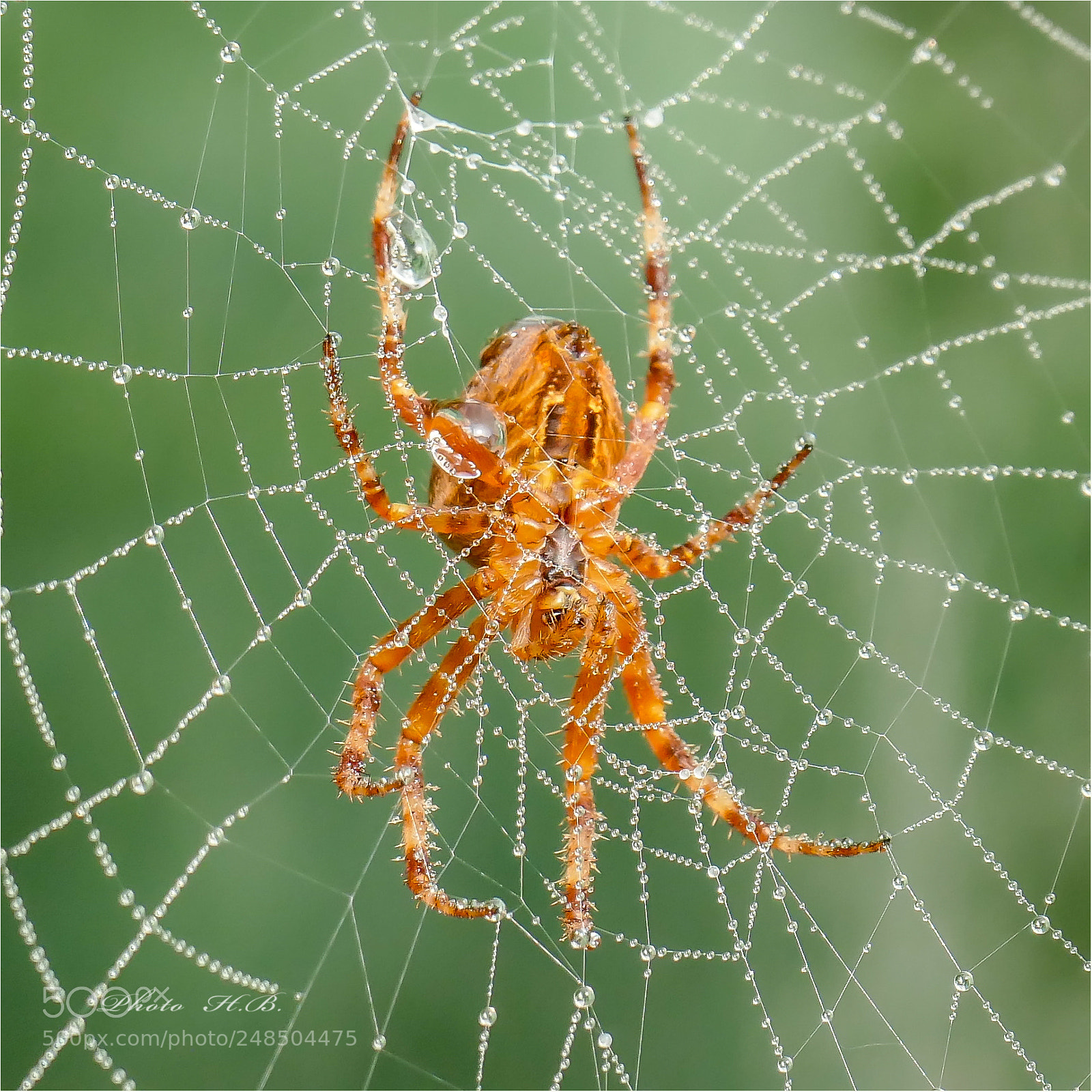 Panasonic Lumix DMC-FZ1000 sample photo. Cross spider - bottom photography
